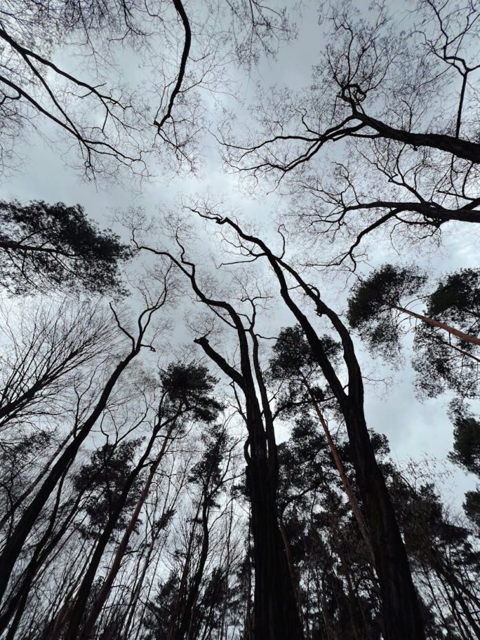 A dramatic upward view of towering bare trees set against a cloudy sky in Dąbrowa Górnicza forest.